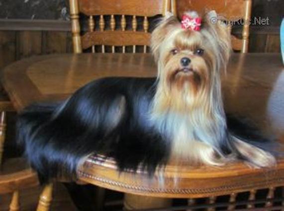 ZVEZDA AL'BIONA DZHESSIKA LITTL MISS — Labaza DogPedigree YorkshireTerrier